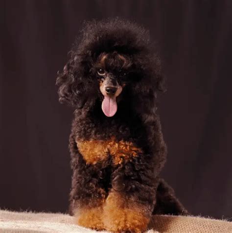 Phantom Poodles - Man's Best Friend | PoodleHQ