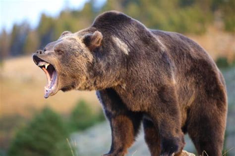 Grizzly Bear Teeth: Everything You've Ever Wanted To Know - A-Z Animals