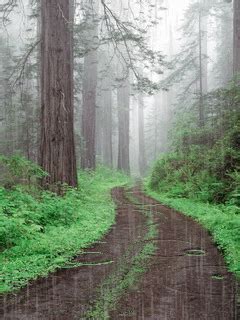 Forest Rain Nature Wallpaper