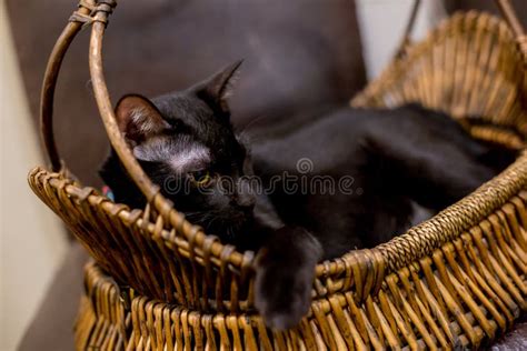 Cat sleeping in basket stock image. Image of green, relaxation - 139481287