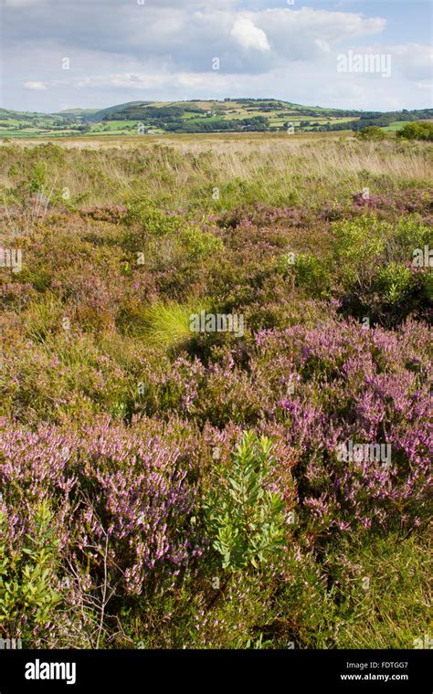 Habitat - View of a raised bog with Common Heather or Ling (Calluna vulgaris) flowering. Cors ...