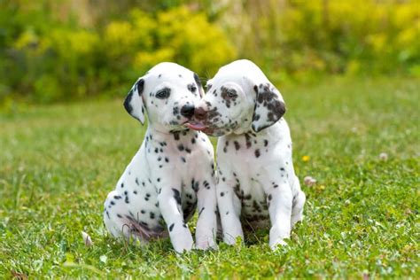 10 Best Dalmatian Breeders (2024 Updated)