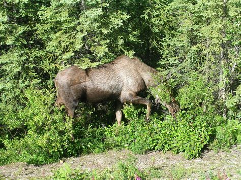 Animals Around the World — Alaska | Travels with Gary