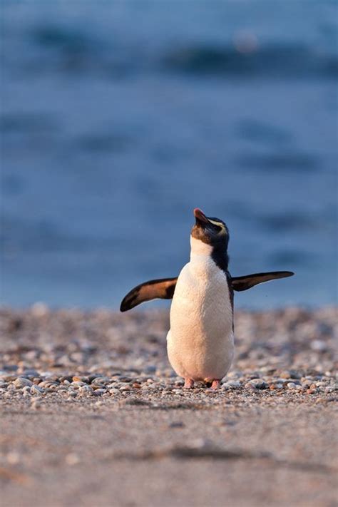 Tumblr | Penguins, Crested penguin, Penguin animals