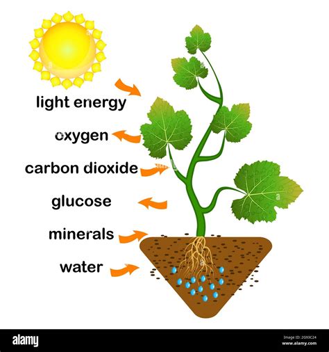 Photosynthesis diagram hi-res stock photography and images - Alamy