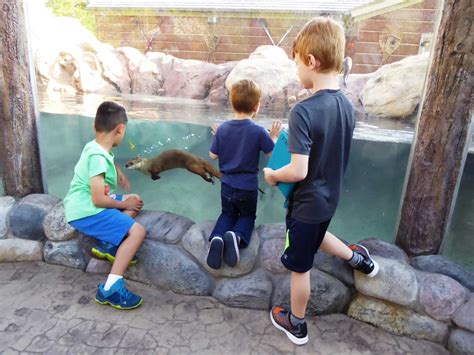 PGAV Destinations designs new river otter habitat Milwaukee County Zoo