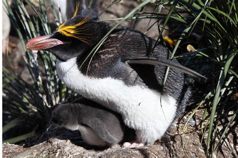 Macaroni Penguins