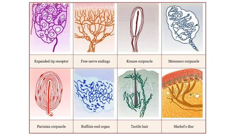 Cutaneous receptors