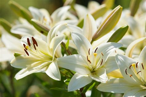 Aloe Vera Flowers and How to Make Yours Bloom