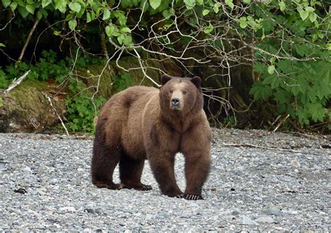 Alaska Magazine | Cross-Admiralty Island Canoe Route