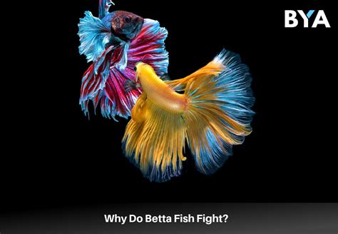 Why Do Betta Fish Fight? - Build Your Aquarium