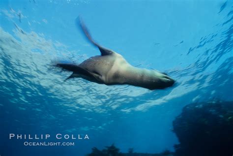 California sea lion, swimming with foreflippers, Zalophus californianus ...