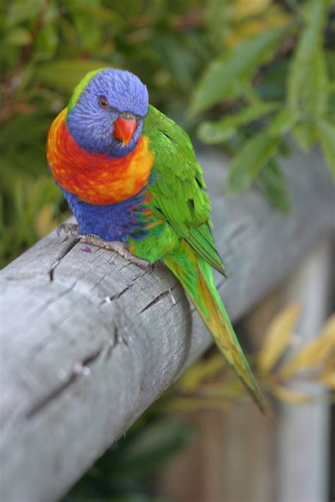 Rainbow Lorikeet | BIRDS in BACKYARDS