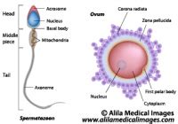 reproduction Archives - Medical Information Illustrated