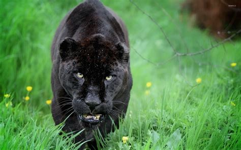 Black panther sneaking in the green grass wallpaper - Animal wallpapers - #52603