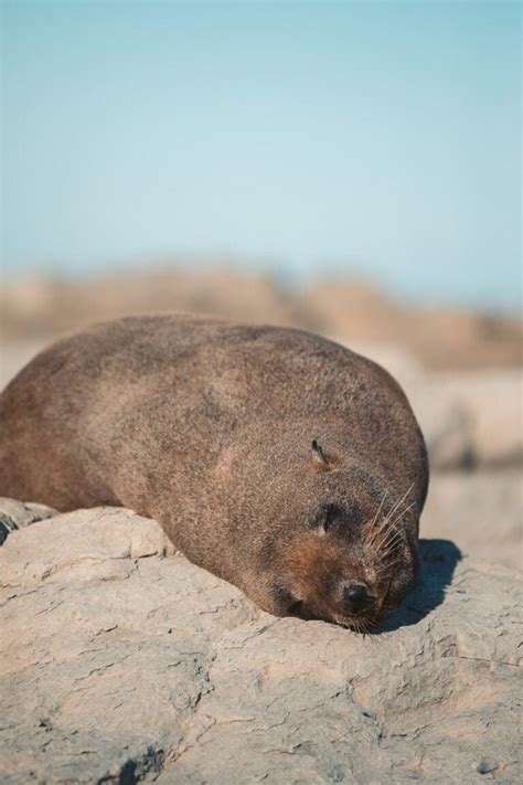 Best Locations to See the Kaikoura Seal Colony, New Zealand