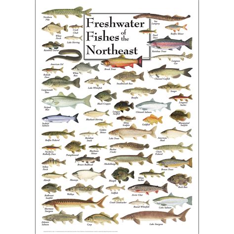 Freshwater Fishes of the Northeast - Poster - Earth Sky + Water