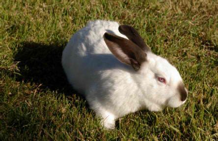 Californian - Different Breeds Of Rabbits