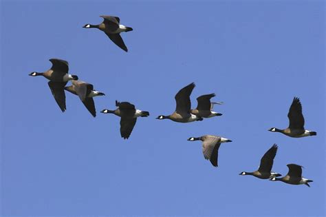 Prepare for the Canada Goose Migration - Bird B Gone LLC