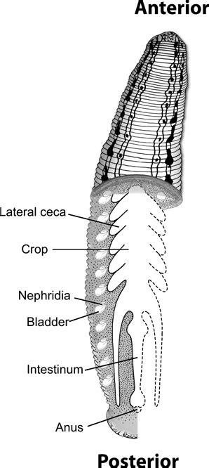 Model of leech digestive tract. Image depicts the different parts of... | Download Scientific ...