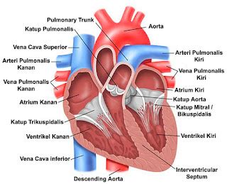 cara mudah belajar anatomi tubuh manusia: sistem kardiovaskuler