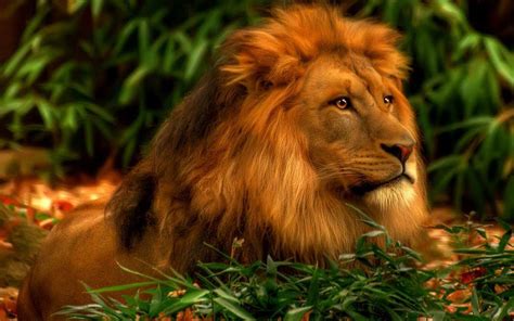 HD Wallpapers Lion Group (86+)