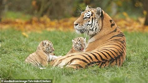 Adorable moment two newborn tiger cubs play with their mother who has given up on her nap ...