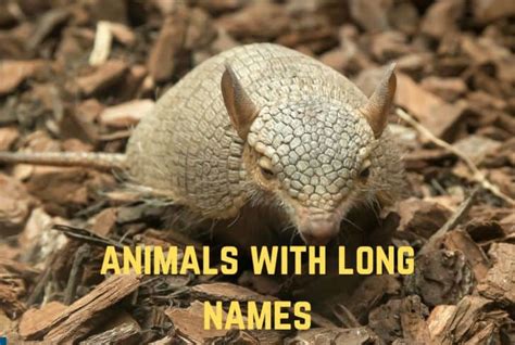 Animals Photos With Names