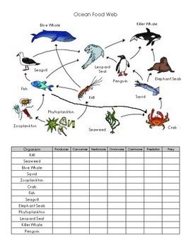 Food Web Worksheet Mcas Practice – Thekidsworksheet