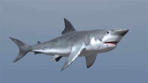 3d shark model