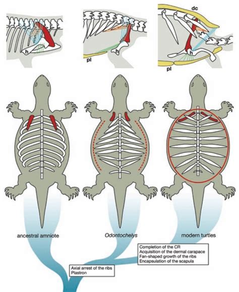 Sea Turtle Skeleton