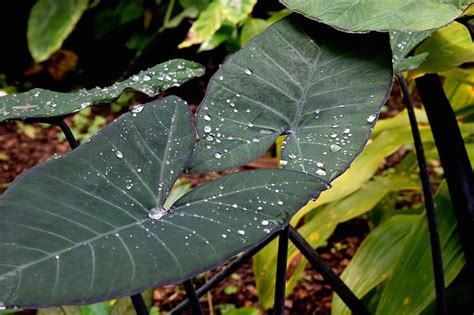 17 Types of Elephant Ears to Grow in Your Garden - Gardening Channel