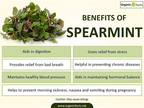 Spearmint vs Peppermint: What are the Differences (Health Benefits) | Spearmint tea benefits ...