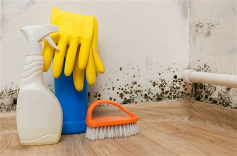 Does Bleach Kill Mold | Using Bleach to Kill Mold Will is Temporary at Best