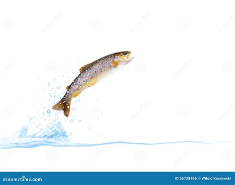 Trout stock photo. Image of trout, savory, drop, lunch - 36728466