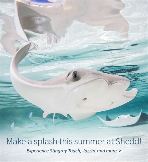 Summer events at Shedd Shedd Aquarium, Beluga Whale, Aquatic Animals, Animal Species, Summer ...