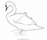 Beautiful Swan Coloring Page For Kids  Free Swans And Geese Printable sketch template