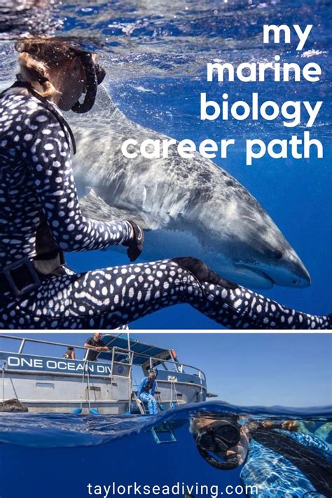 My Marine Biology Career Path - Shark Diving | Marine biology, Marine ...