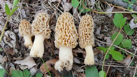 morels? - Identifying Mushrooms - Wild Mushroom Hunting