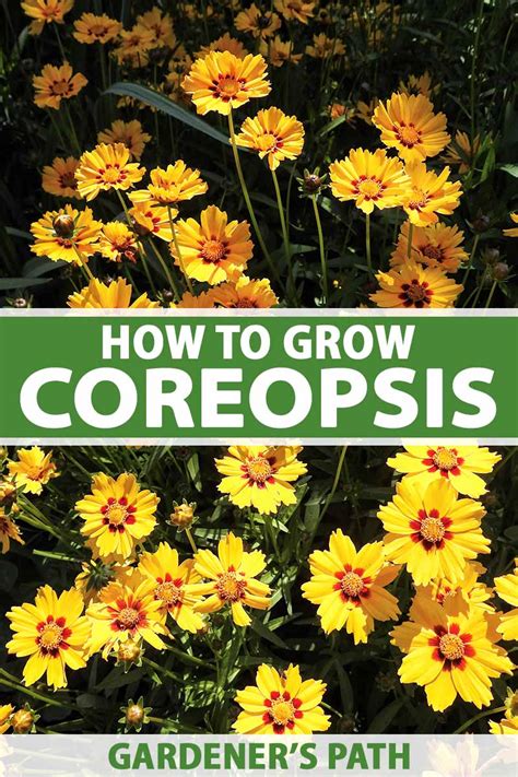 How to Grow Easy-Care Coreopsis (Tickseed)