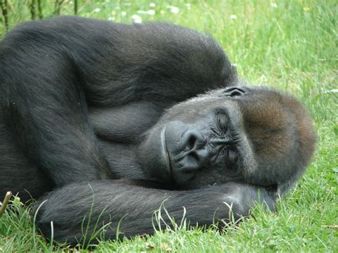 Gorilla sleeping Free Photo Download | FreeImages