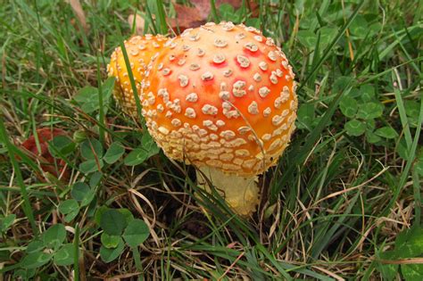 amanita.... muscaria? - Mushroom Hunting and Identification - Shroomery Message Board