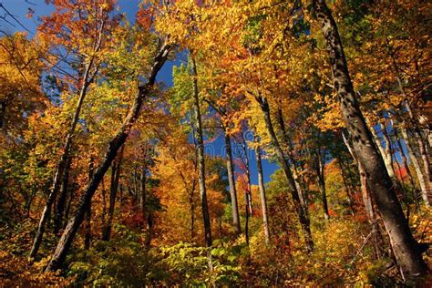 Fall Colors in the Mountains Stock Photo - Image of yellow, virginia: 10110056