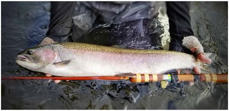 20170929_083325-01 – Salmon & Steelhead Journal