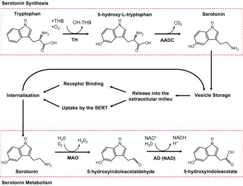 Serotonin synthesis and metabolism. The majority of whole body ...