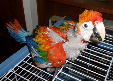 Catalina Macaw Facts, Care as Pets, Behavior, Health Problems, Price, Pictures