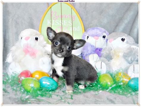 Blue Chihuahua Puppies For Sale | ChiChiBabies Chihuahuas