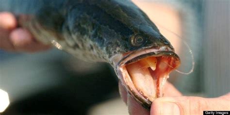 Northern Snakehead Fish, Invasive Species, May Not Be As Bad As ...