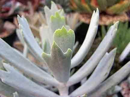 Cotyledon species | plant lust