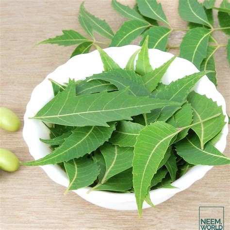 Neem Leaves: The Many Uses of This Ayurvedic Wonder